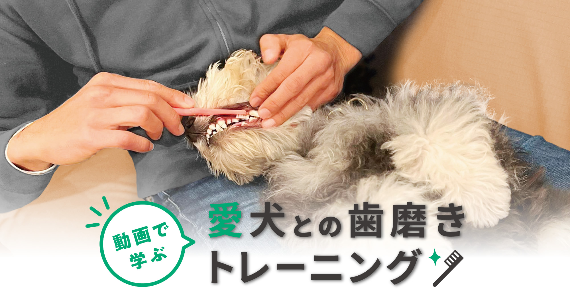 動画で学ぶ愛犬との歯磨きトレーニング